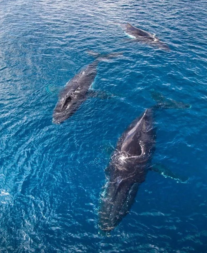 来台湾旅行 怎能错过出海赏鲸 Veer