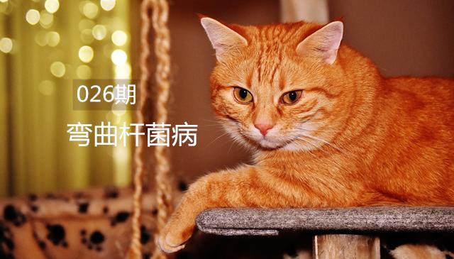 猫也会得"弯曲杆菌病?是通过哪些途径感染的呢?