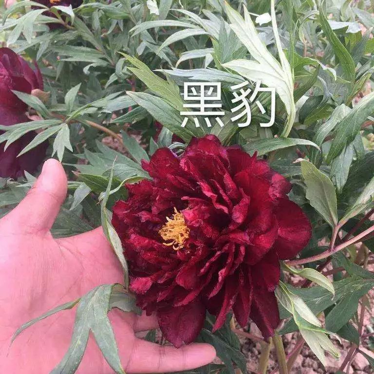 每日一花 | 黑豹牡丹:黑色荷花型,花瓣大,边缘皱褶!