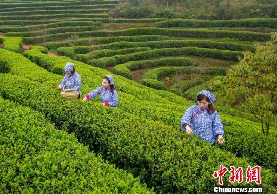 4月10日电(黄吉鑫)清明时节,福州市永泰县同安镇占柄村卢峰茶叶基地里