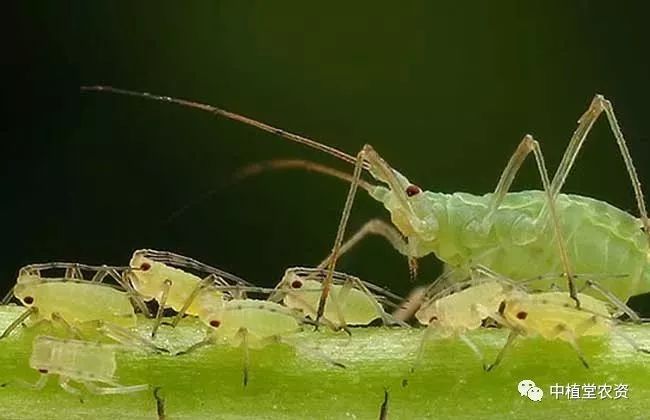 蚜虫是一种刺吸式口器害虫,主要对嫩梢部叶