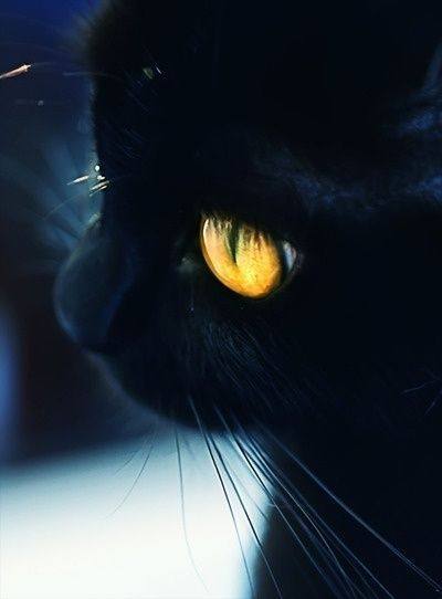 梦境交织，白猫与黑猫的神秘邂逅