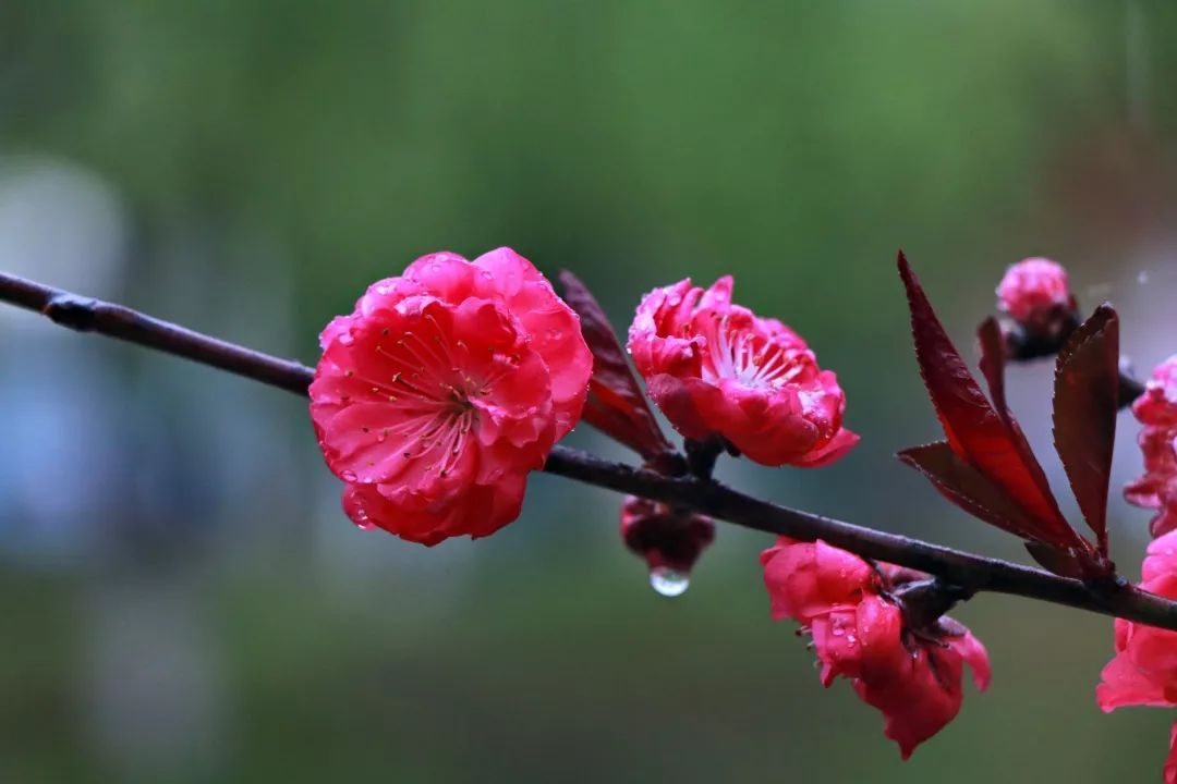 桃花节摄影大赛结果公布