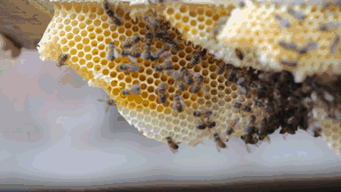 蜂巢怎么吃美容