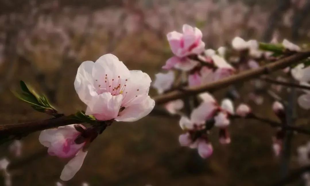 桃花渡简谱陈悦_绿野仙踪简谱陈悦