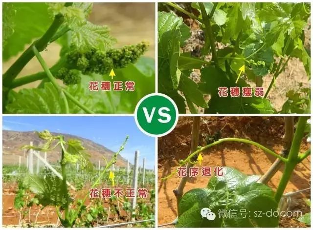 【赣南种植】影响葡萄花芽分化的因素有很多!这4点不注意万万不可