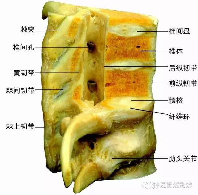 解剖运动系统速记歌诀及注释