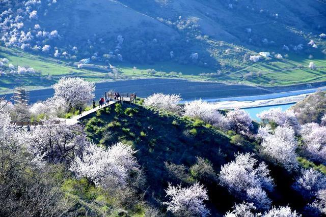 新疆伊犁杏花摄影团作品分享:霍城大西沟满山片野山花