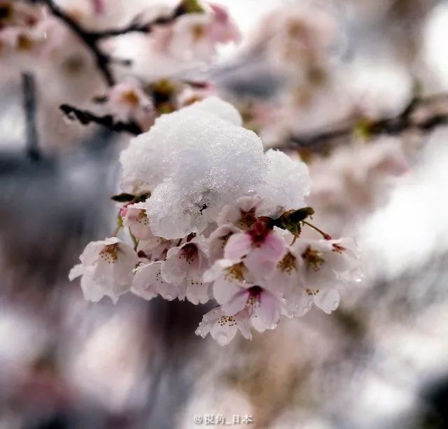 雪樱日本大范围降温东京降雪福岛第1核电站内的樱花盛开