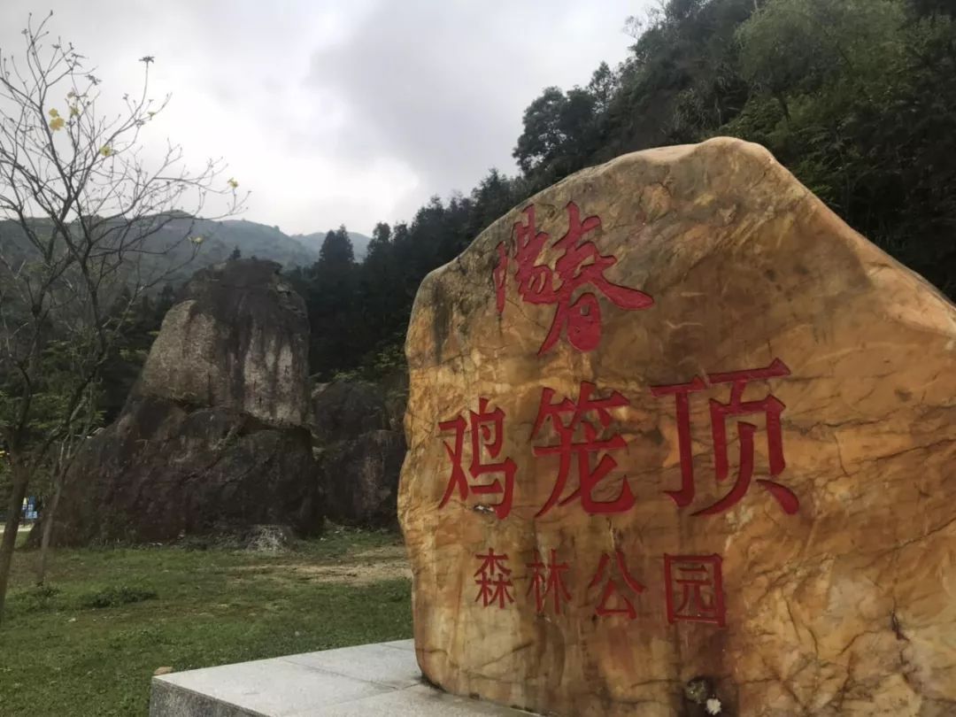 阳春鸡笼顶的杜鹃又要盛放了!