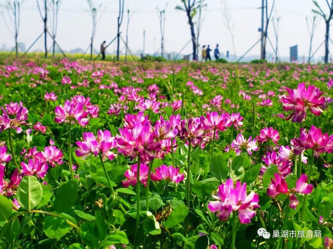 浪漫花季 紫云英又名红花草,喜温暖湿润条件,对土壤要求不严,根,草和