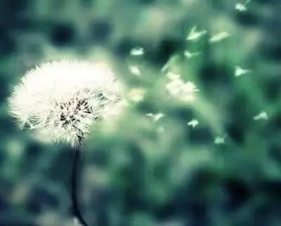 茉莉花纯音乐经典段 d0882f2bc0b041a886947e1b6dda5f05.jpeg