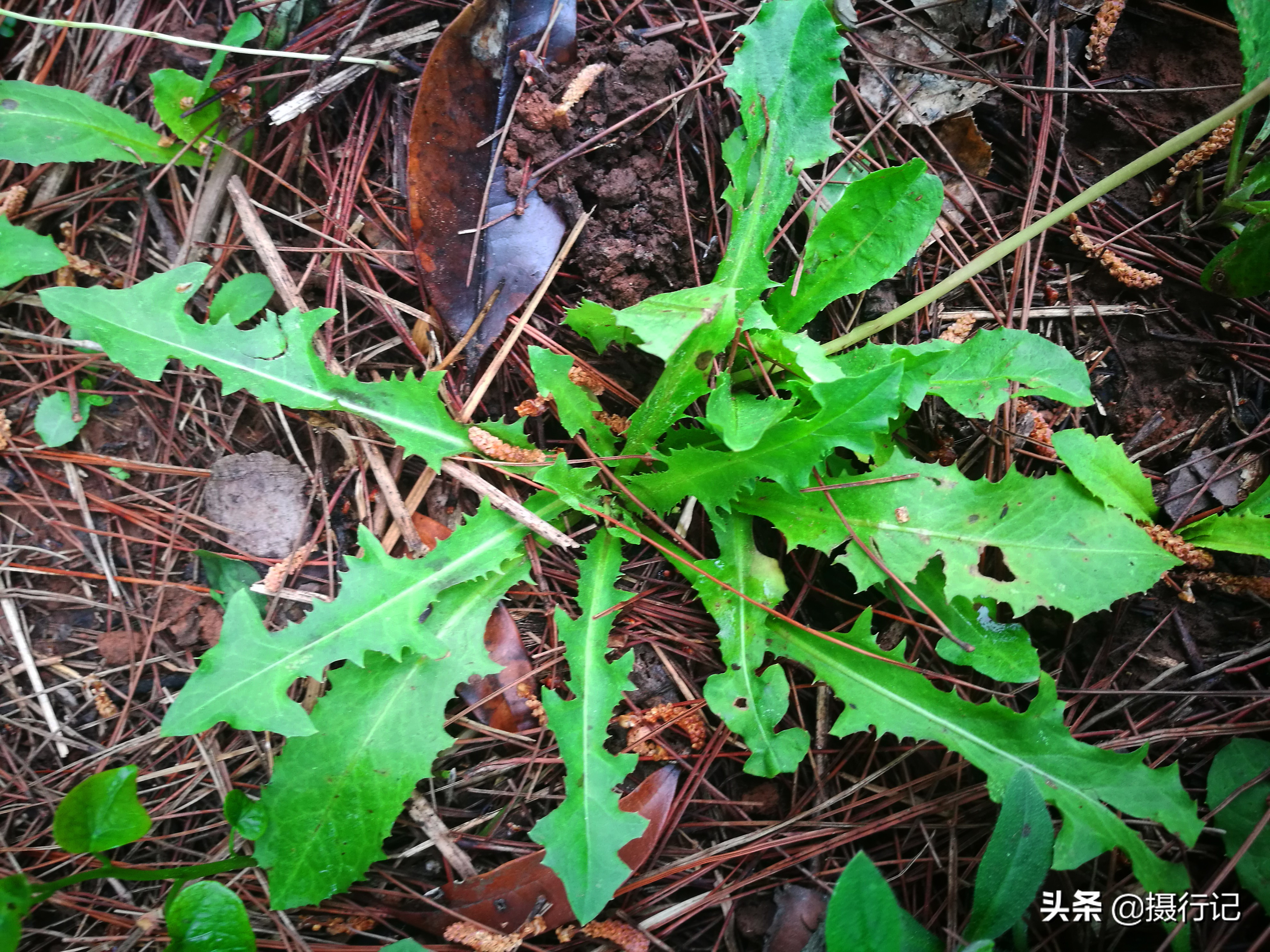 春日,一种农人们常采的一种中药材,名为"黄花地丁",您