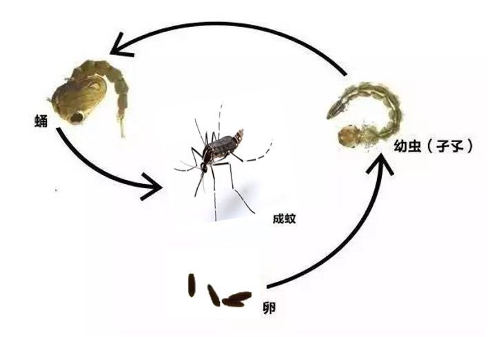 那么,白纹伊蚊的孳生地在哪里?