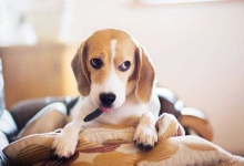 幼犬只吃骨头不吃狗粮怎么办