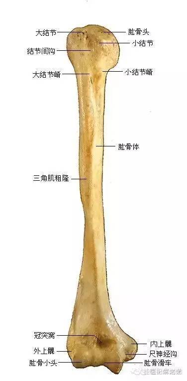 解剖运动系统速记歌诀及注释