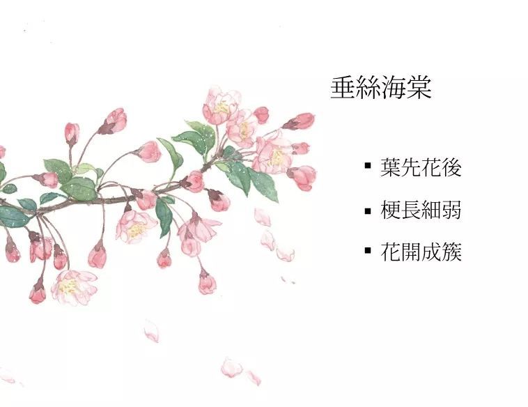 春日花鉴|梅花,桃花,杏花,李花,樱花,梨花