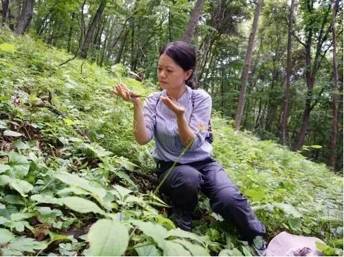 易业基:全国医药系统医药劳动模范,同仁堂技术总监,资深贵细药材鉴定