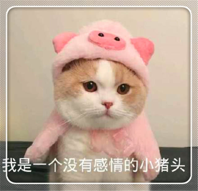 今日份可爱表情包上线赶快发给你喜欢的那个他