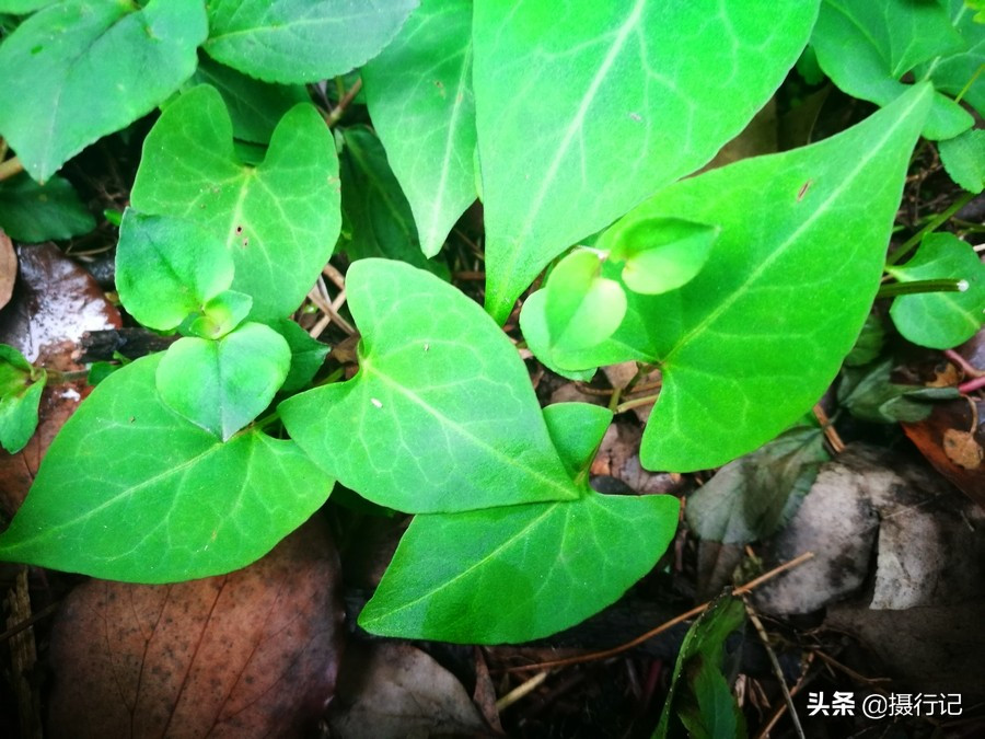 乡村一种藤本植物,生在山谷沟边石缝里,其茎入药可安神养血活络