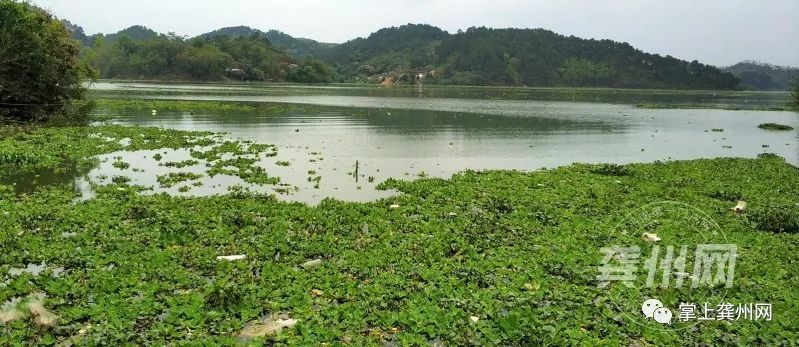 惊讶六陈水库绿了浮萍水葫芦泛滥成灾