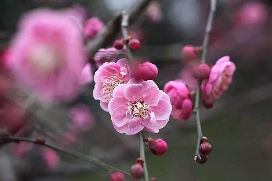 三月桃花雨简谱_三月桃花心中开简谱