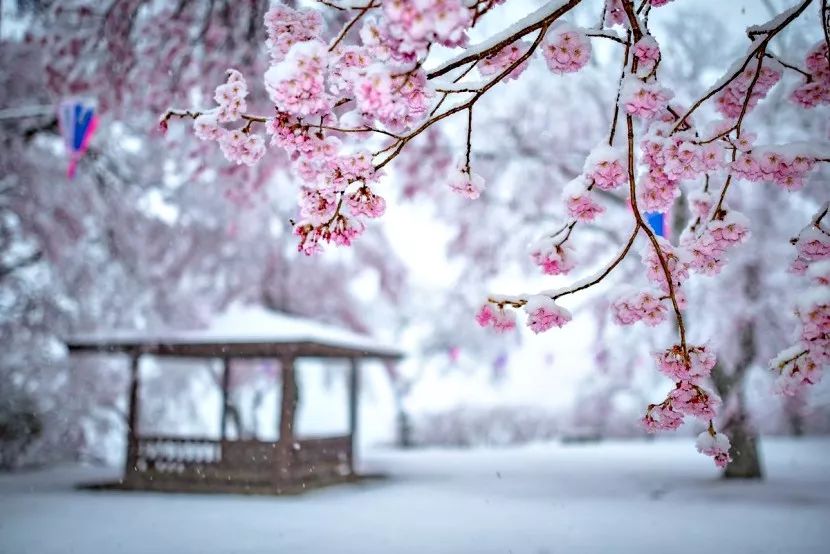 四月飞雪,他们拍下了雪落樱花的梦幻画面