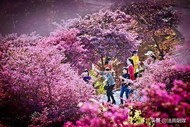 惊艳!那片红色的花海——常德市第四届"红林花雨节"完美落幕