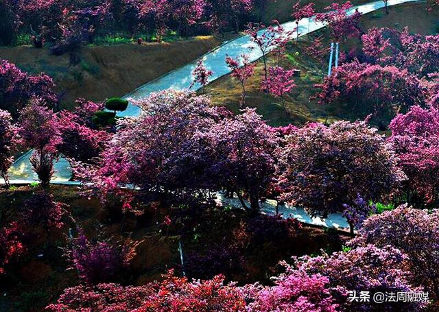 惊艳!那片红色的花海——常德市第四届"红林花雨节"完美落幕