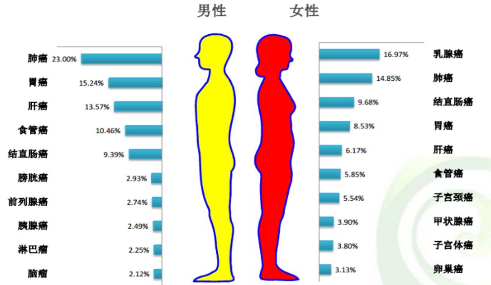 《2013中国肿瘤登记年报》显示,女性中发病率最高的恶性肿瘤为 乳腺癌