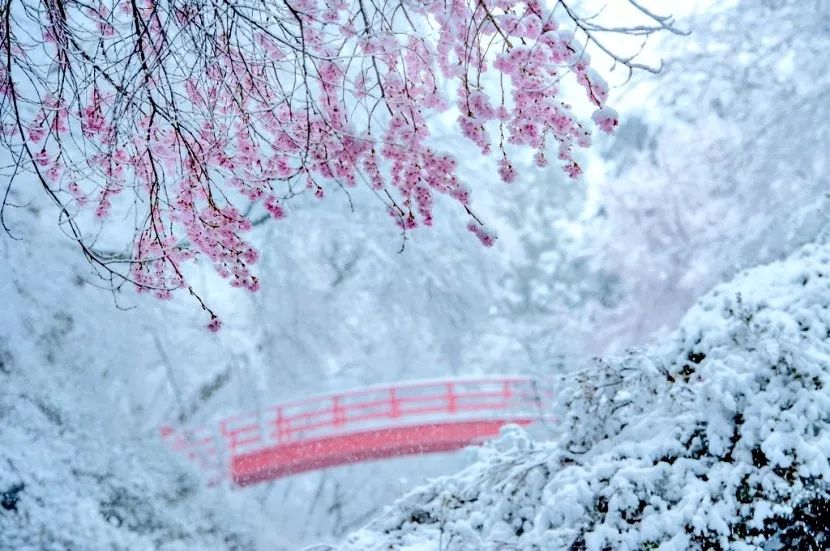 不过最近日本关东地区下起了大雪,让绽开的樱花上落满了白雪,形成