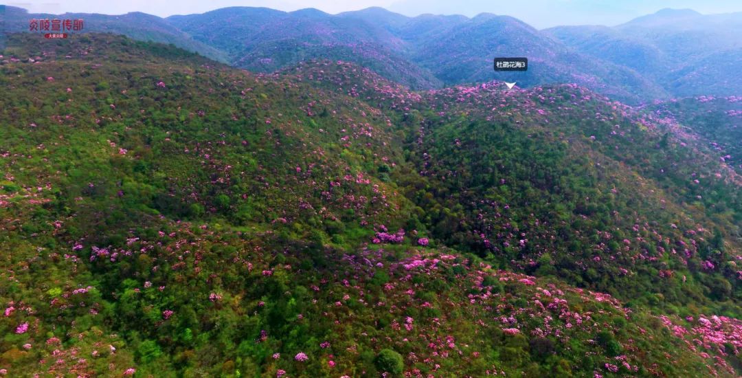 航拍炎陵云上大院杜鹃花海vr全景