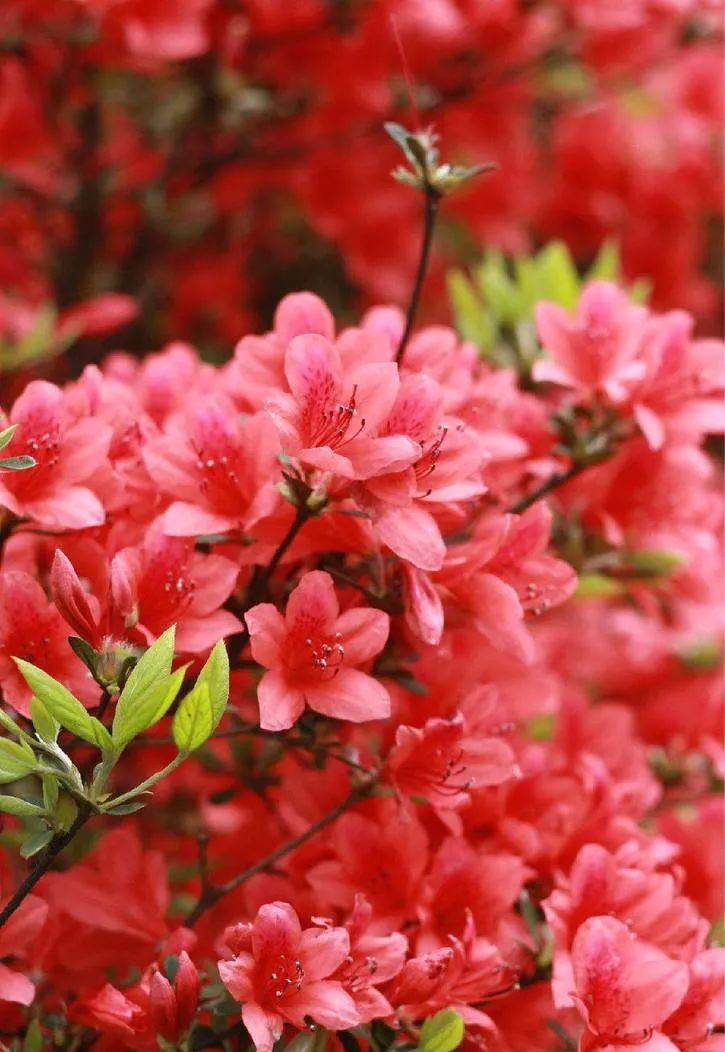 杜鹃花绽放啦千米高山尽是火红鲜花美到爆就在广州附近