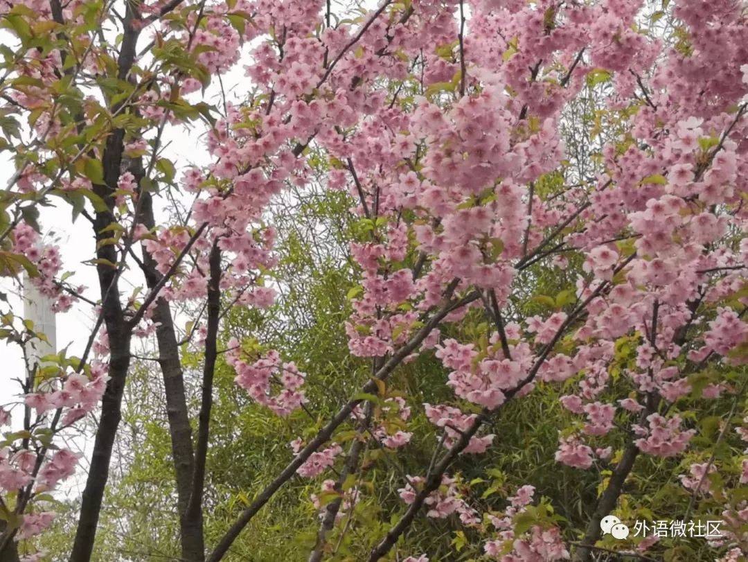 原创|追寻春天的足迹第一期