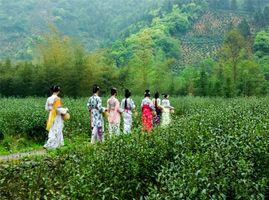 安徽石台茶叶节招募文旅达人硒游石台_旅游