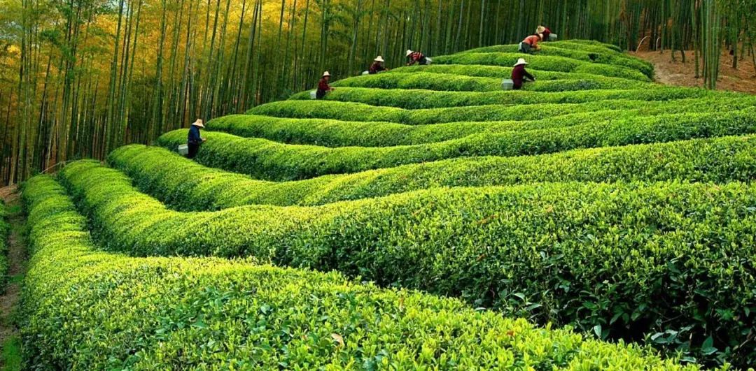 活动招募 | 信阳采茶倒计时,茶山茶叶茶艺,美食美景美