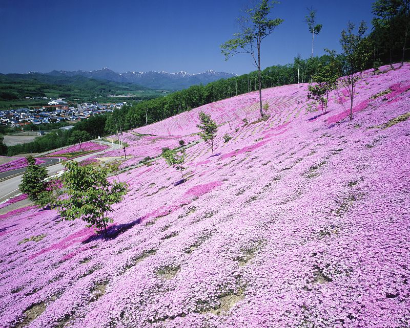 这里的五月依然樱花烂漫一起解锁北海道的春天