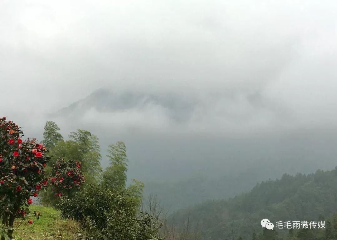 花开开化 | 龙顶茶的发源地 — 大龙山(视频)