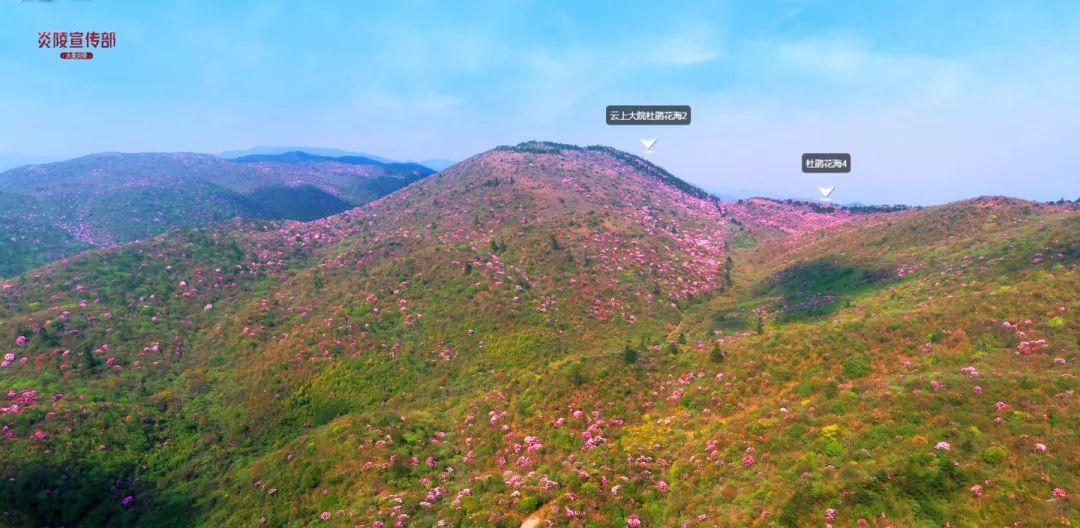 航拍~炎陵云上大院杜鹃花海vr全景