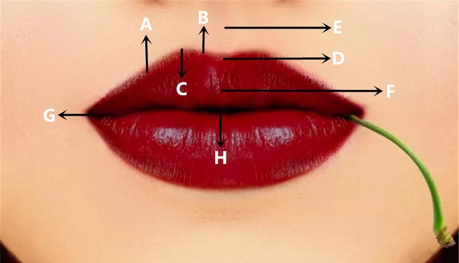 唇形(lip shape)结构