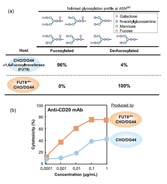 由抗体结构到如何增加ADCC和CDC活性