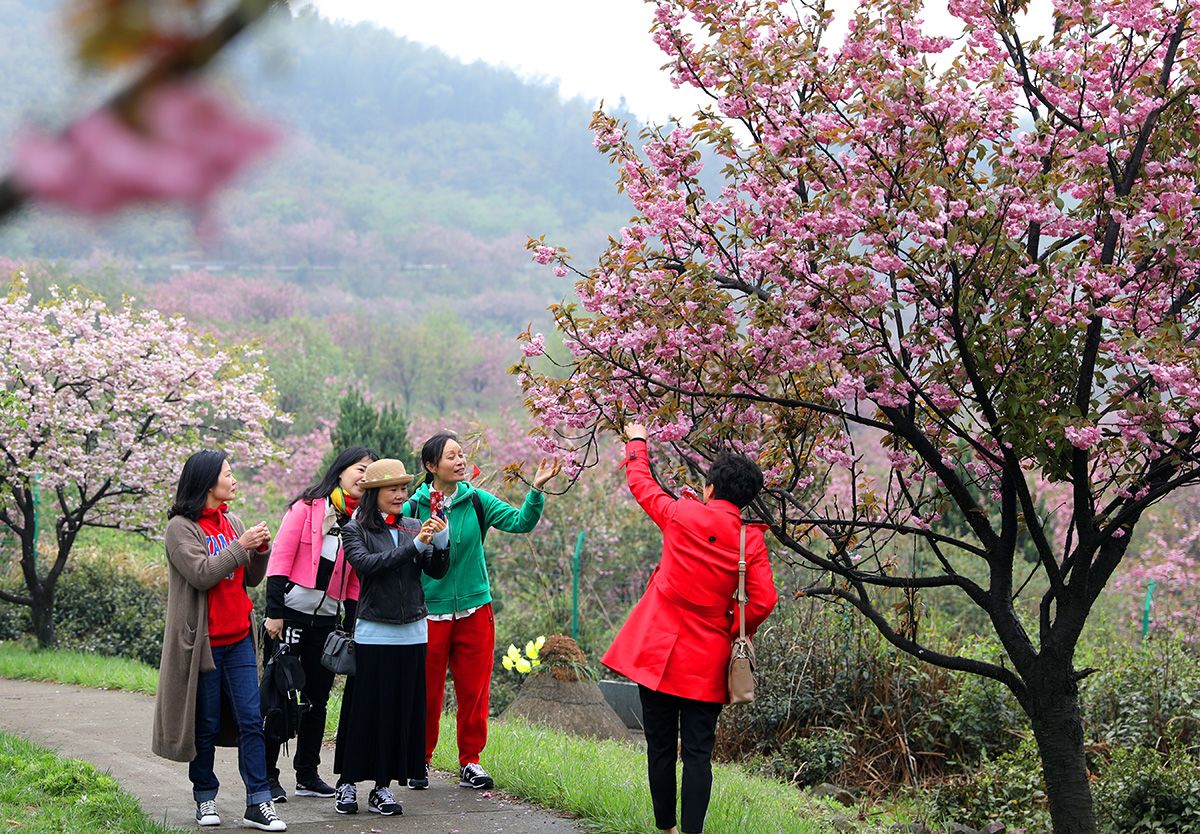 四明山心的樱花园,今春追花已足够