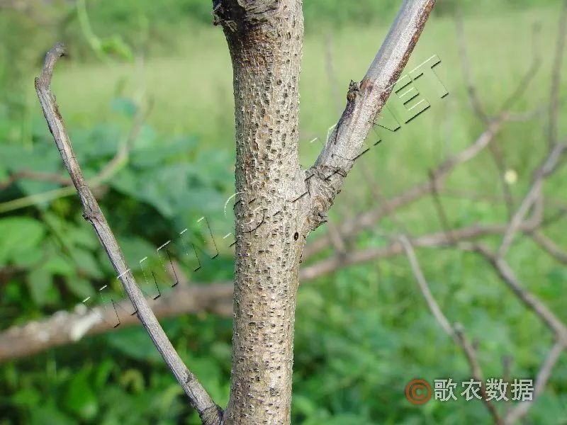 桃树腐烂病—发病后期树干腐烂