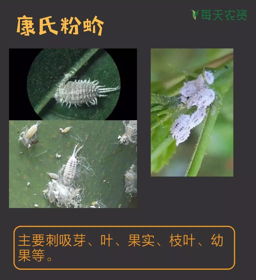 华视界_牙签上的核桃虫 - 图虫网入围作品 - 富士（中国）极致影像- FUJIFILM