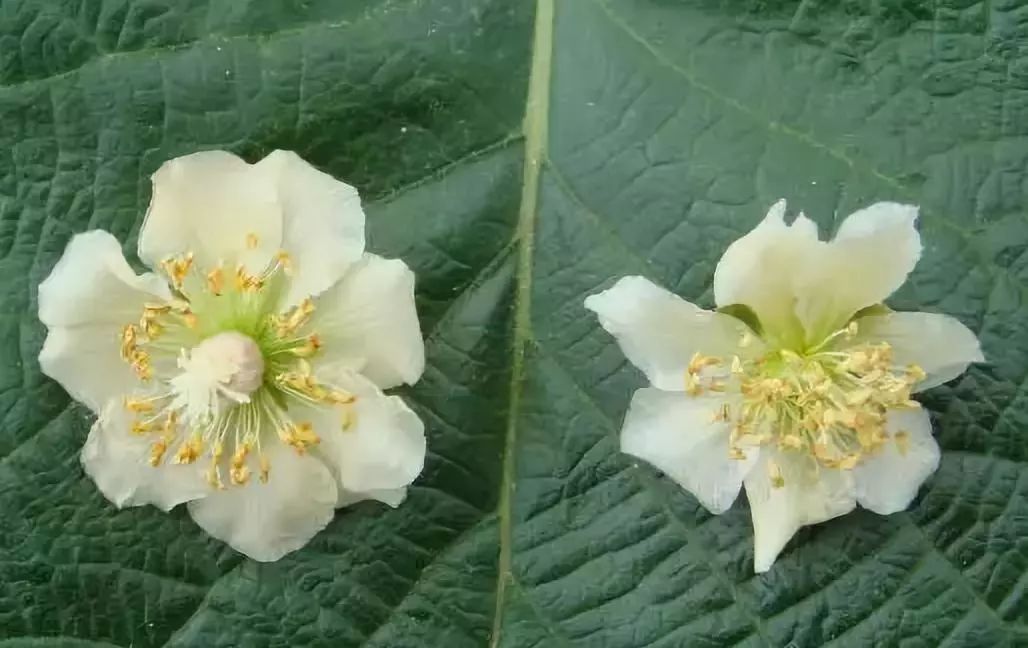 猕猴桃的雌花(左)与雄花(右)