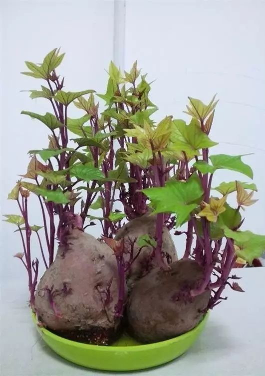 :发芽的红薯最好不要吃,可以直接种到盆栽里,长叶子了吃鲜嫩的