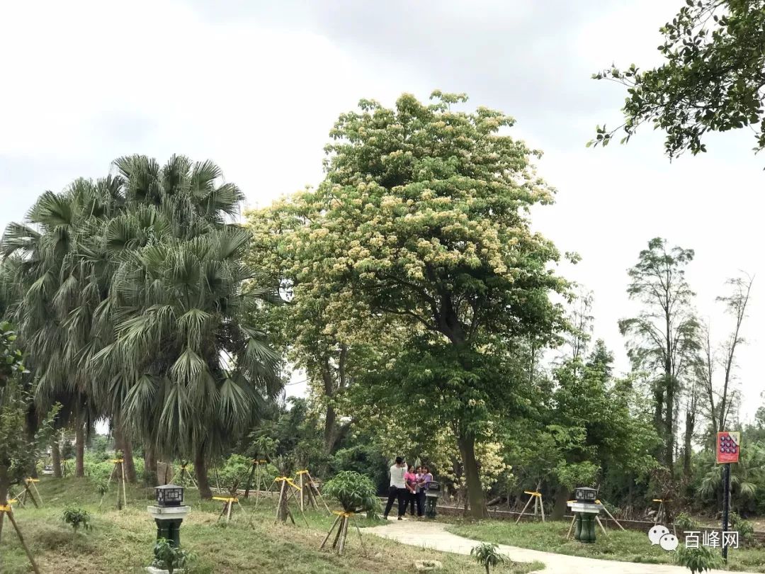 鱼木花开美爆了台山这条村再度成为网红快来打卡