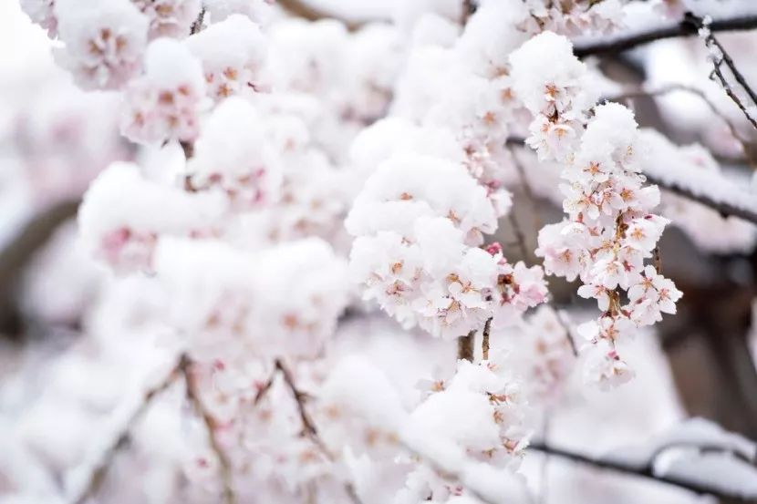 不过最近日本关东地区下起了大雪,让绽开的樱花上落满了白雪,形成