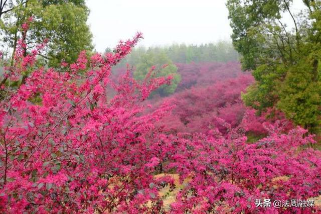 惊艳!那片红色的花海——常德市第四届"红林花雨节"完美落幕