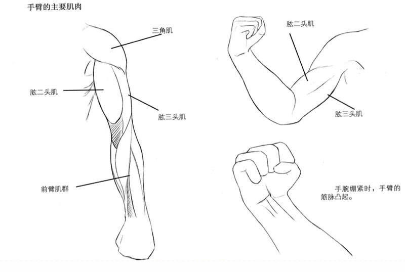 漫画人物手臂绘制技巧